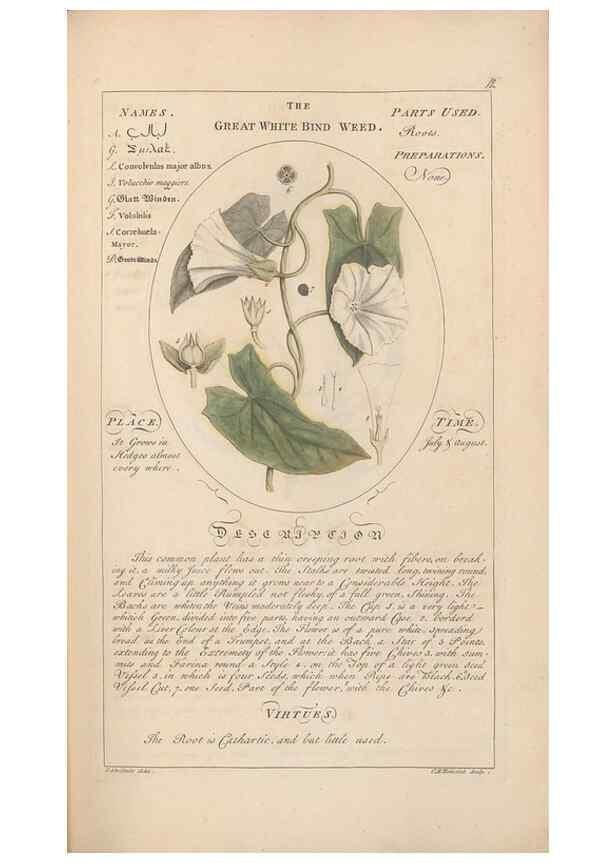 Reproducción/Reproduction 49788065896: Botanicum medicinale :. London :Printed for J. Millan, opposite the Admiralty, Whitehall,[1768?]. 