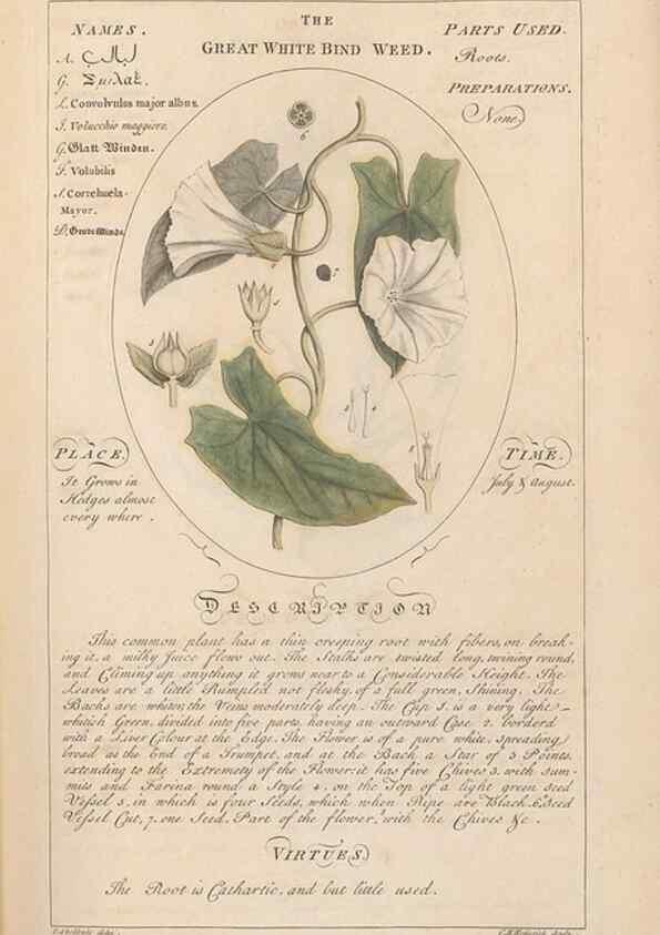 Reproducción/Reproduction 49788065896: Botanicum medicinale :. London :Printed for J. Millan, opposite the Admiralty, Whitehall,[1768?]. 