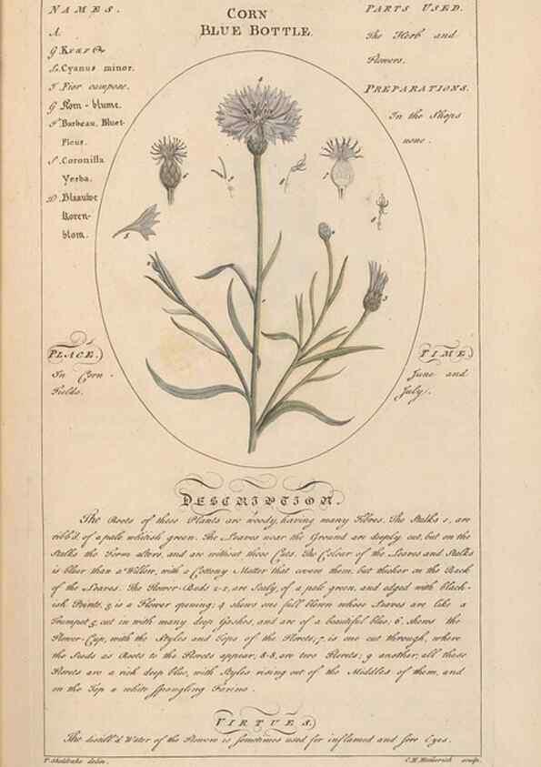 Reproducción/Reproduction 49788386457: Botanicum medicinale :. London :Printed for J. Millan, opposite the Admiralty, Whitehall,[1768?]. 