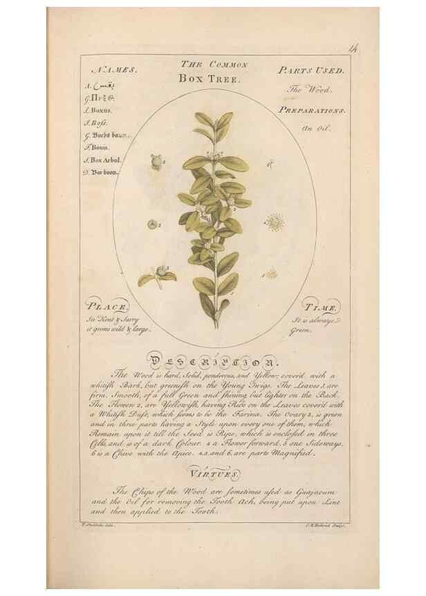 Reproducción/Reproduction 49788066286: Botanicum medicinale :. London :Printed for J. Millan, opposite the Admiralty, Whitehall,[1768?]. 