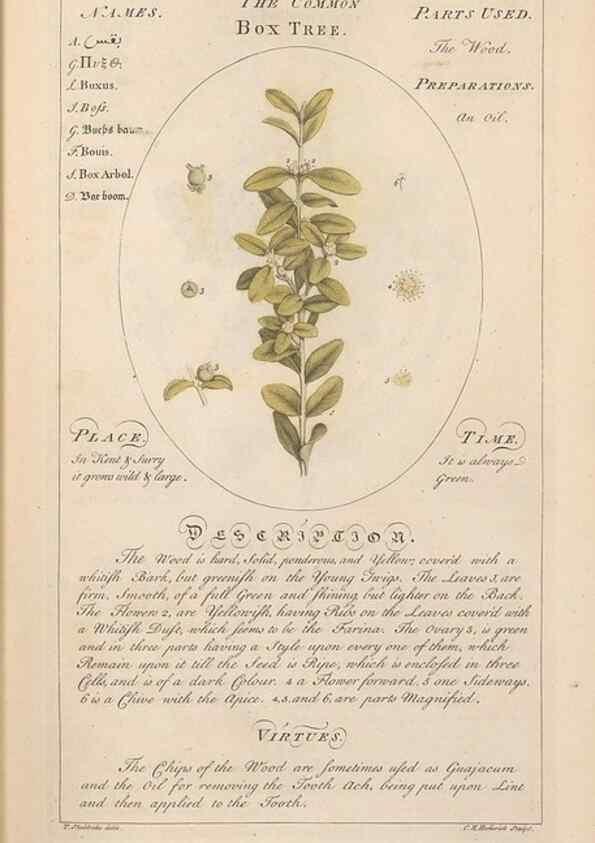 Reproducción/Reproduction 49788066286: Botanicum medicinale :. London :Printed for J. Millan, opposite the Admiralty, Whitehall,[1768?]. 