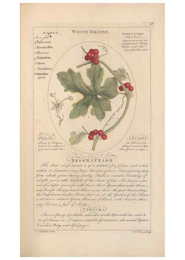 Reproducción/Reproduction 49788386832: Botanicum medicinale :. London :Printed for J. Millan, opposite the Admiralty, Whitehall,[1768?]. 