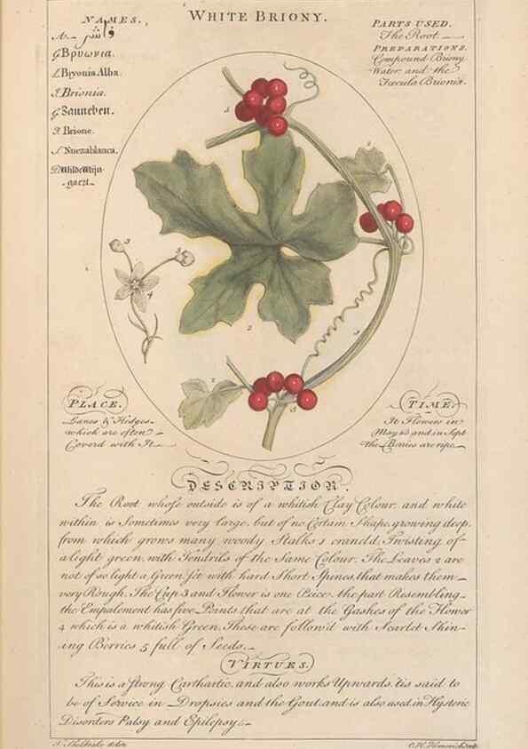 Reproducción/Reproduction 49788386832: Botanicum medicinale :. London :Printed for J. Millan, opposite the Admiralty, Whitehall,[1768?]. 