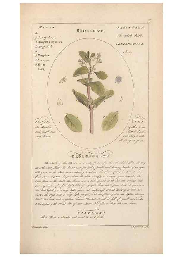 Reproducción/Reproduction 49788387027: Botanicum medicinale :. London :Printed for J. Millan, opposite the Admiralty, Whitehall,[1768?]. 