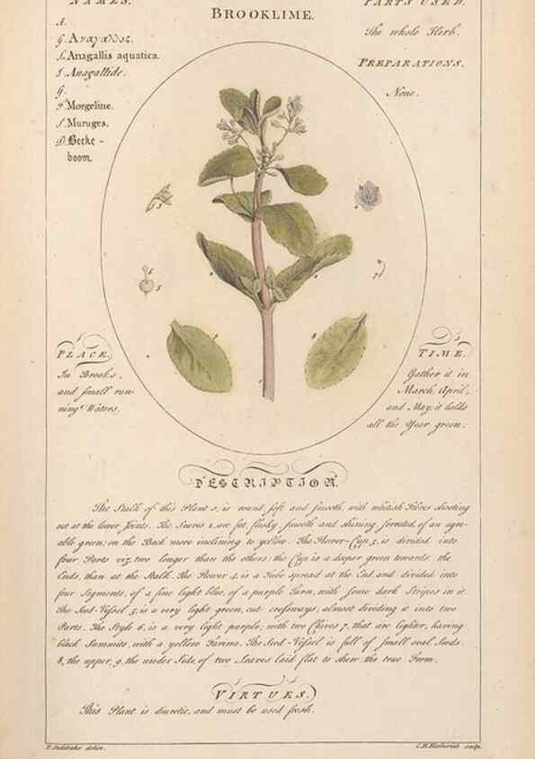 Reproducción/Reproduction 49788387027: Botanicum medicinale :. London :Printed for J. Millan, opposite the Admiralty, Whitehall,[1768?]. 