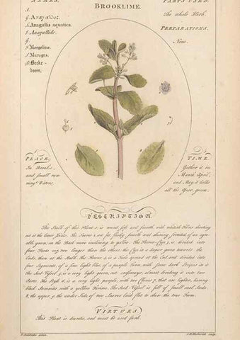 Reproducción/Reproduction 49788387027: Botanicum medicinale :. London :Printed for J. Millan, opposite the Admiralty, Whitehall,[1768?]. 