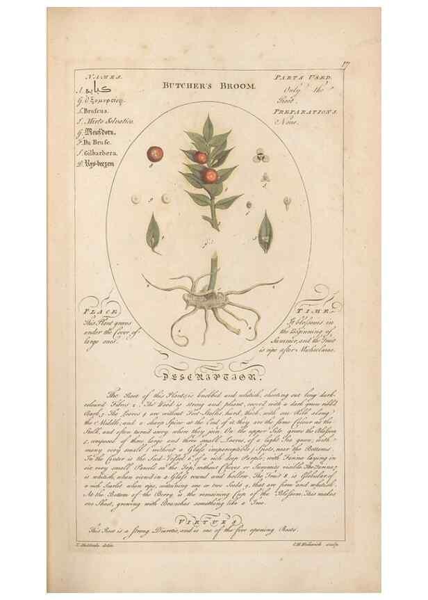 Reproducción/Reproduction 49788387352: Botanicum medicinale :. London :Printed for J. Millan, opposite the Admiralty, Whitehall,[1768?]. 