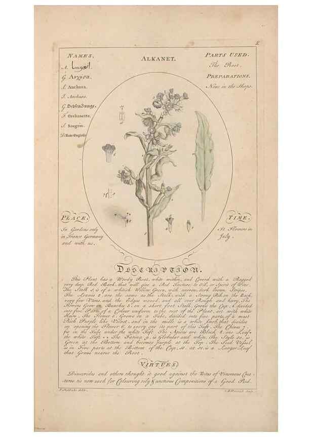 Reproducción/Reproduction 49788063716: Botanicum medicinale :. London :Printed for J. Millan, opposite the Admiralty, Whitehall,[1768?]. 