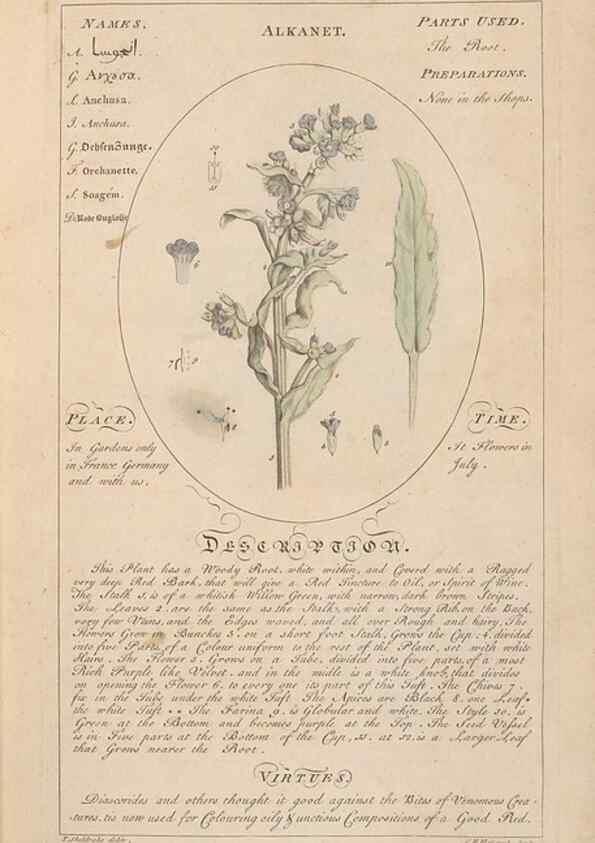 Reproducción/Reproduction 49788063716: Botanicum medicinale :. London :Printed for J. Millan, opposite the Admiralty, Whitehall,[1768?]. 
