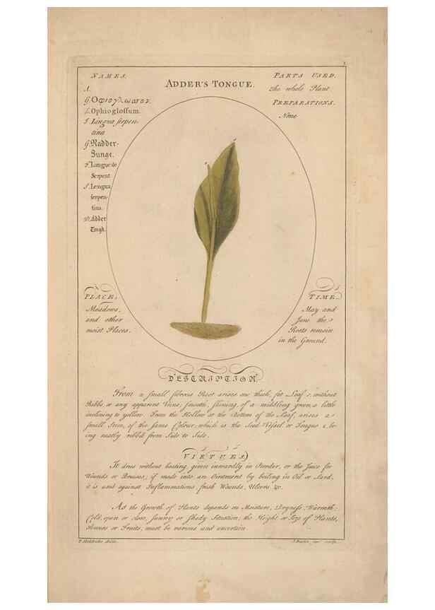 Reproducción/Reproduction 49788384057: Botanicum medicinale :. London :Printed for J. Millan, opposite the Admiralty, Whitehall,[1768?]. 