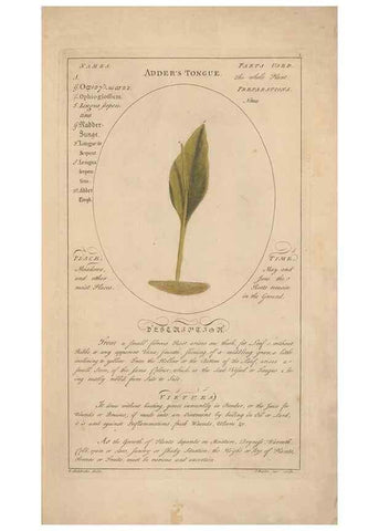 Reproducción/Reproduction 49788384057: Botanicum medicinale :. London :Printed for J. Millan, opposite the Admiralty, Whitehall,[1768?]. 