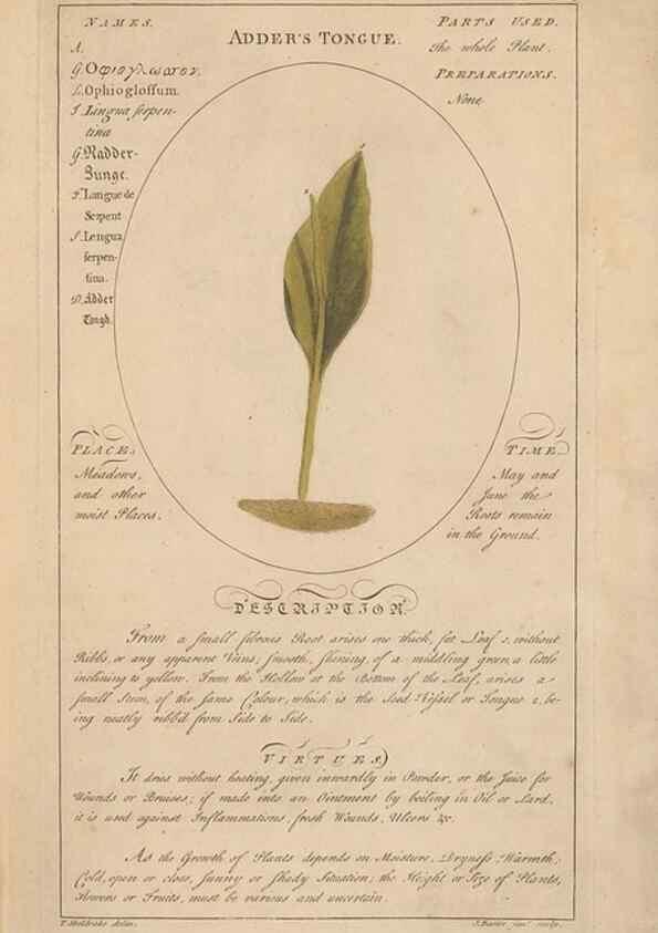 Reproducción/Reproduction 49788384057: Botanicum medicinale :. London :Printed for J. Millan, opposite the Admiralty, Whitehall,[1768?]. 
