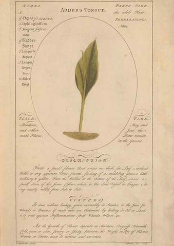 Reproducción/Reproduction 49788384057: Botanicum medicinale :. London :Printed for J. Millan, opposite the Admiralty, Whitehall,[1768?]. 