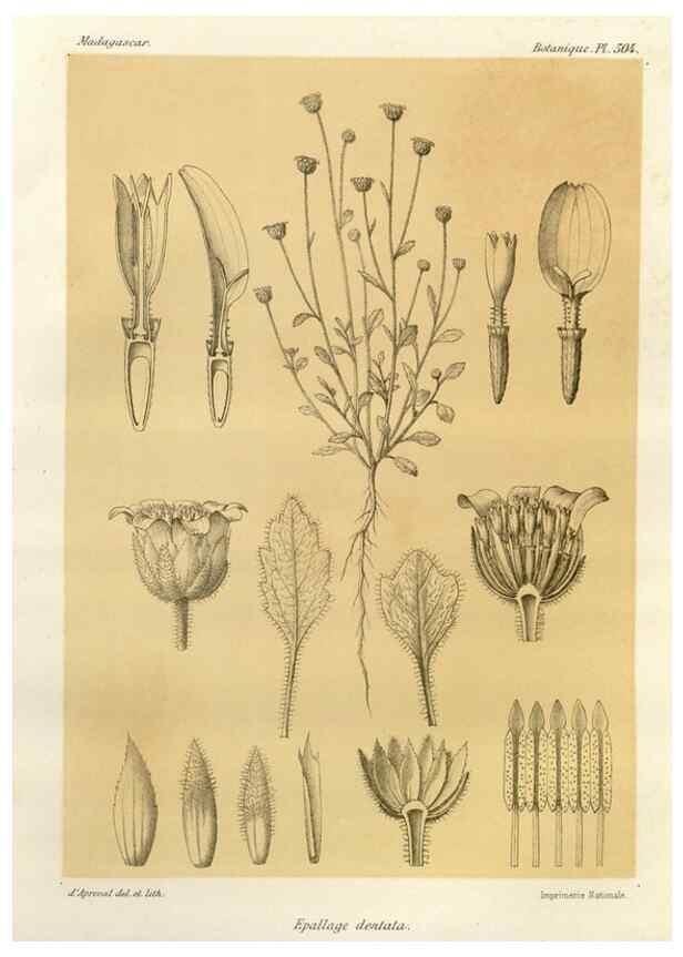 Reproducción/Reproduction 49786449112: Histoire physique, naturelle, et politique de Madagascar. Paris :Impr. nationale,1885-. 