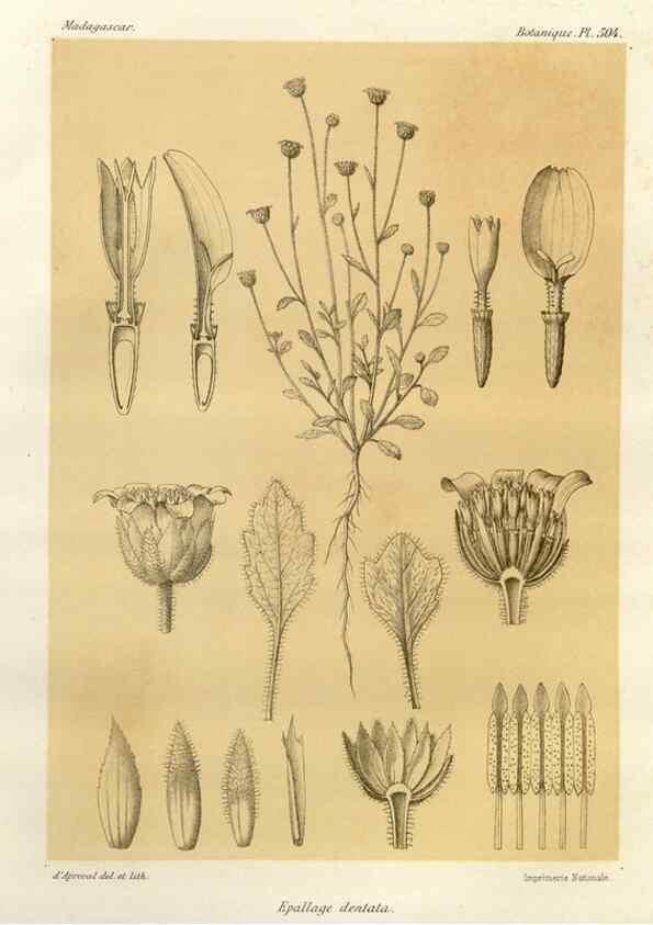 Reproducción/Reproduction 49786449112: Histoire physique, naturelle, et politique de Madagascar. Paris :Impr. nationale,1885-. 