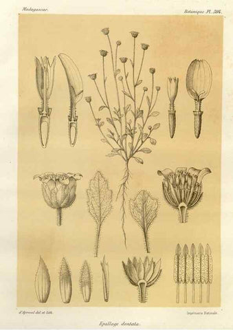 Reproducción/Reproduction 49786449112: Histoire physique, naturelle, et politique de Madagascar. Paris :Impr. nationale,1885-. 