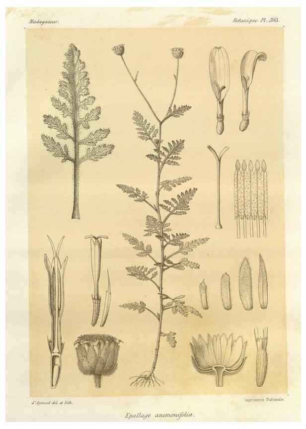 Reproducción/Reproduction 49786448827: Histoire physique, naturelle, et politique de Madagascar. Paris :Impr. nationale,1885-. 