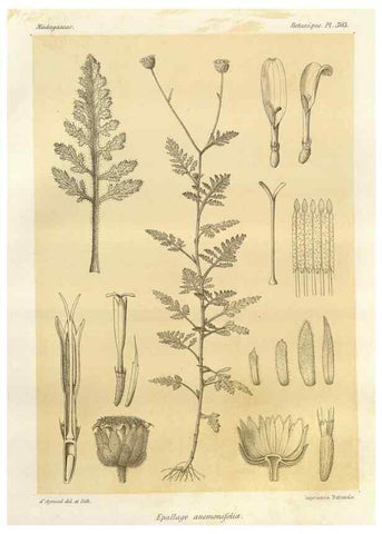 Reproducción/Reproduction 49786448827: Histoire physique, naturelle, et politique de Madagascar. Paris :Impr. nationale,1885-. 