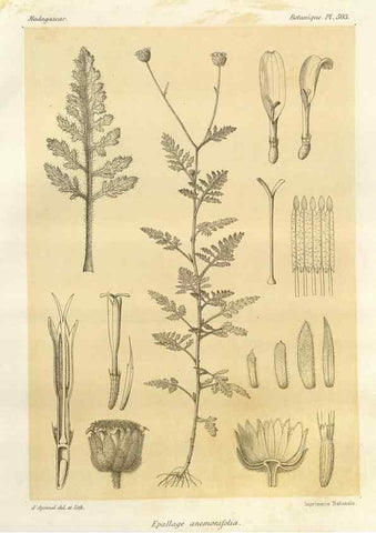 Reproducción/Reproduction 49786448827: Histoire physique, naturelle, et politique de Madagascar. Paris :Impr. nationale,1885-. 