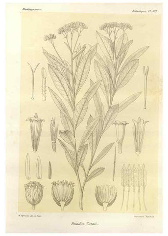 Reproducción/Reproduction 49785586283: Histoire physique, naturelle, et politique de Madagascar. Paris :Impr. nationale,1885-. 