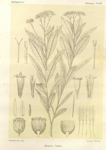 Reproducción/Reproduction 49785586283: Histoire physique, naturelle, et politique de Madagascar. Paris :Impr. nationale,1885-. 