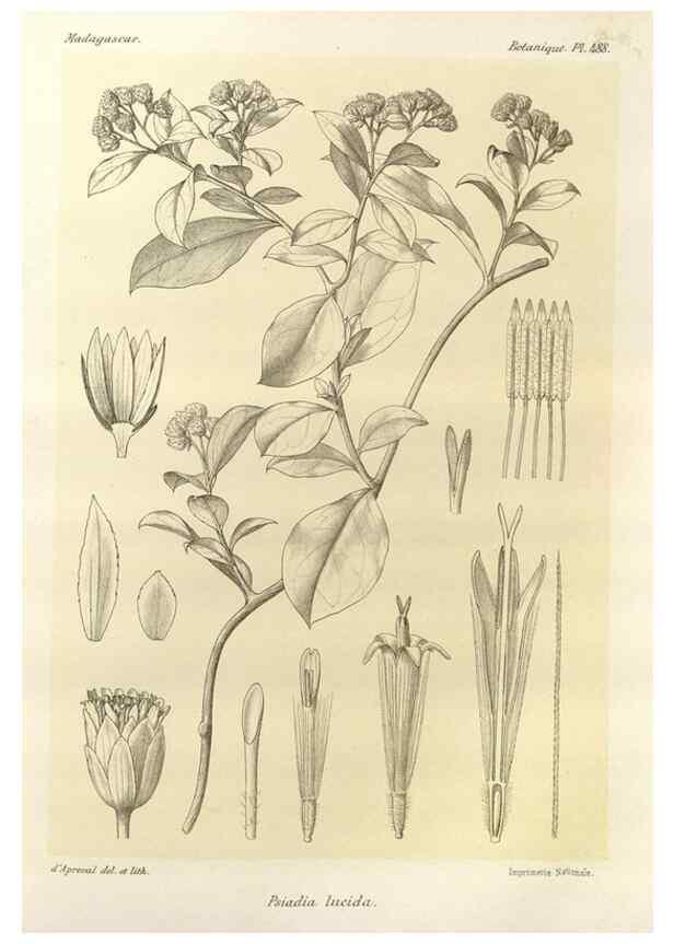 Reproducción/Reproduction 49786444757: Histoire physique, naturelle, et politique de Madagascar. Paris :Impr. nationale,1885-. 