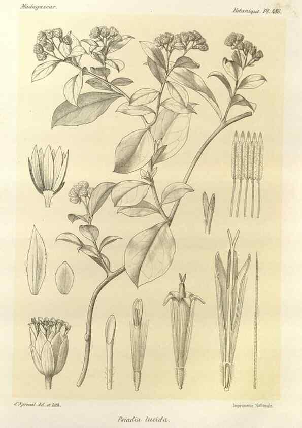 Reproducción/Reproduction 49786444757: Histoire physique, naturelle, et politique de Madagascar. Paris :Impr. nationale,1885-. 