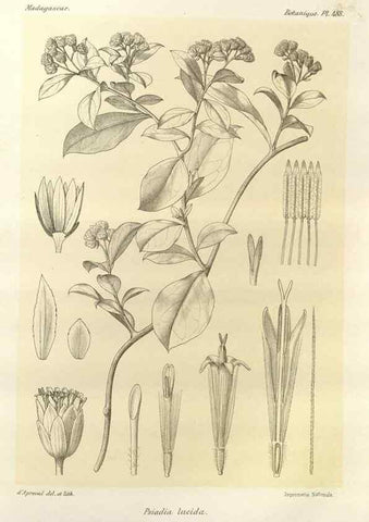 Reproducción/Reproduction 49786444757: Histoire physique, naturelle, et politique de Madagascar. Paris :Impr. nationale,1885-. 