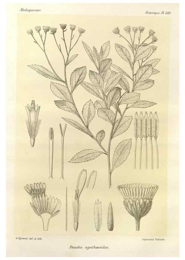 Reproducción/Reproduction 49786126136: Histoire physique, naturelle, et politique de Madagascar. Paris :Impr. nationale,1885-. 