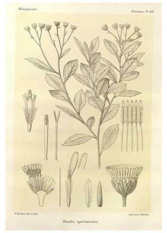 Reproducción/Reproduction 49786126136: Histoire physique, naturelle, et politique de Madagascar. Paris :Impr. nationale,1885-. 