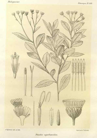 Reproducción/Reproduction 49786126136: Histoire physique, naturelle, et politique de Madagascar. Paris :Impr. nationale,1885-. 