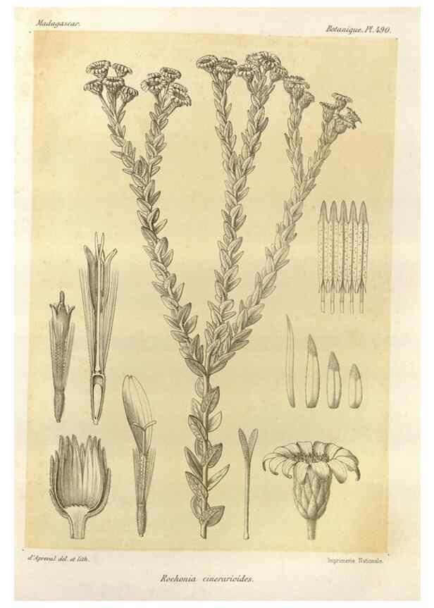 Reproducción/Reproduction 49786126461: Histoire physique, naturelle, et politique de Madagascar. Paris :Impr. nationale,1885-. 