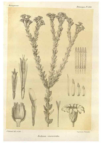 Reproducción/Reproduction 49786126461: Histoire physique, naturelle, et politique de Madagascar. Paris :Impr. nationale,1885-. 
