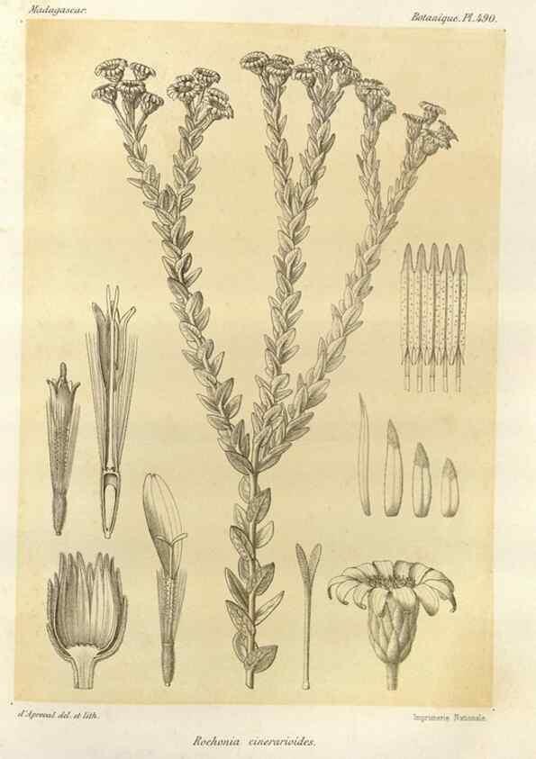 Reproducción/Reproduction 49786126461: Histoire physique, naturelle, et politique de Madagascar. Paris :Impr. nationale,1885-. 