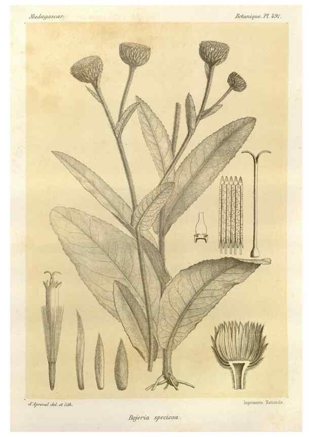 Reproducción/Reproduction 49785587398: Histoire physique, naturelle, et politique de Madagascar. Paris :Impr. nationale,1885-. 
