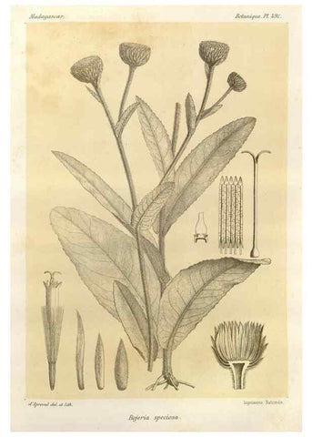 Reproducción/Reproduction 49785587398: Histoire physique, naturelle, et politique de Madagascar. Paris :Impr. nationale,1885-. 