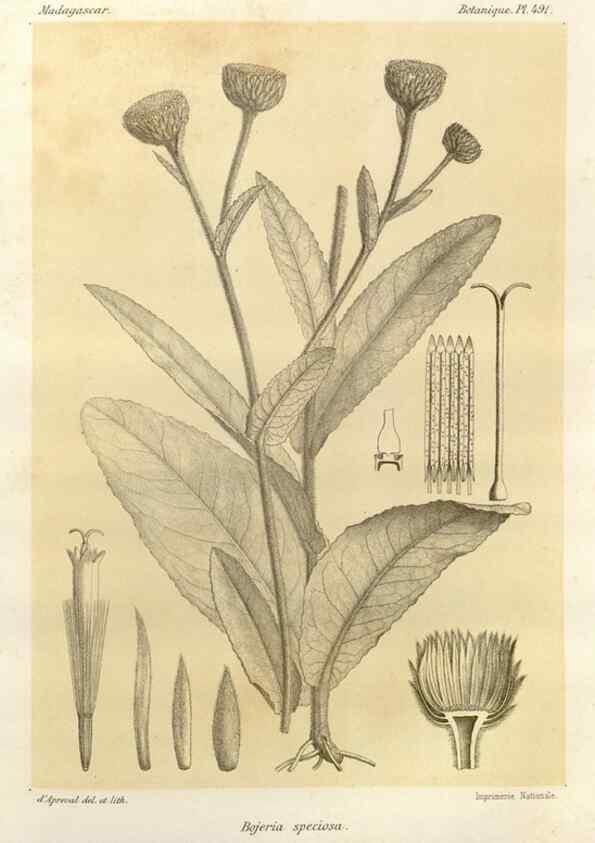 Reproducción/Reproduction 49785587398: Histoire physique, naturelle, et politique de Madagascar. Paris :Impr. nationale,1885-. 