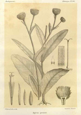 Reproducción/Reproduction 49785587398: Histoire physique, naturelle, et politique de Madagascar. Paris :Impr. nationale,1885-. 