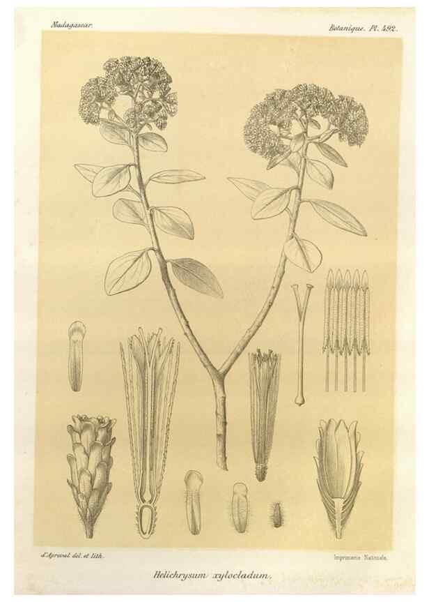 Reproducción/Reproduction 49786126891: Histoire physique, naturelle, et politique de Madagascar. Paris :Impr. nationale,1885-. 