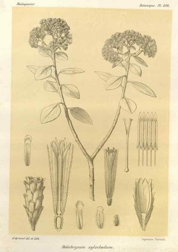 Reproducción/Reproduction 49786126891: Histoire physique, naturelle, et politique de Madagascar. Paris :Impr. nationale,1885-. 