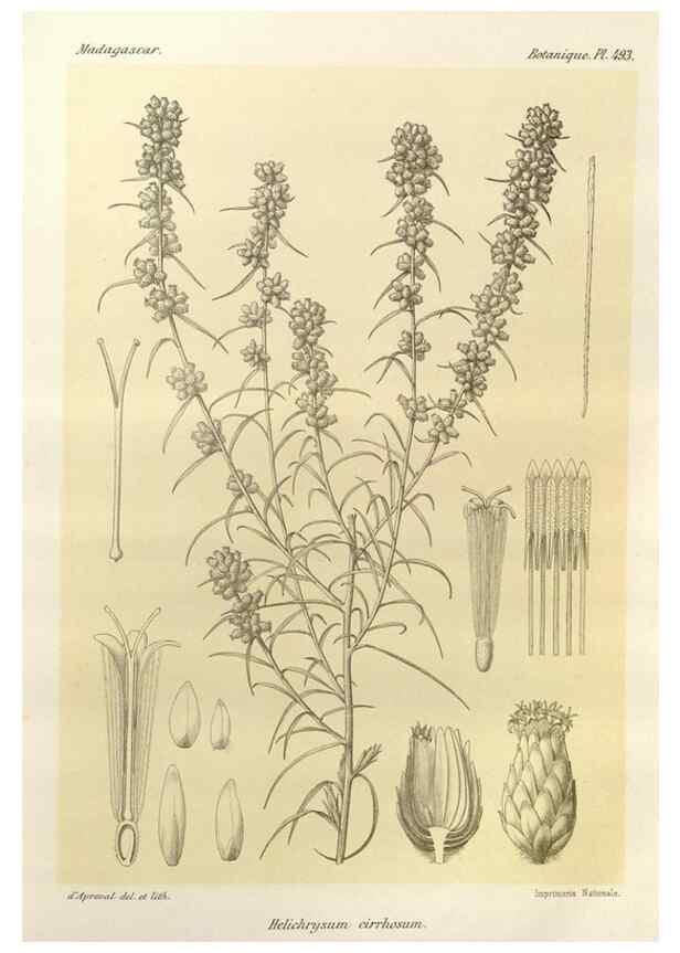 Reproducción/Reproduction 49786446272: Histoire physique, naturelle, et politique de Madagascar. Paris :Impr. nationale,1885-. 