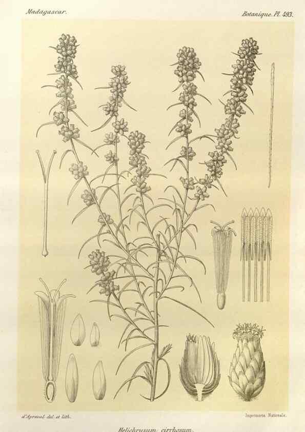 Reproducción/Reproduction 49786446272: Histoire physique, naturelle, et politique de Madagascar. Paris :Impr. nationale,1885-. 