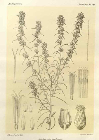 Reproducción/Reproduction 49786446272: Histoire physique, naturelle, et politique de Madagascar. Paris :Impr. nationale,1885-. 