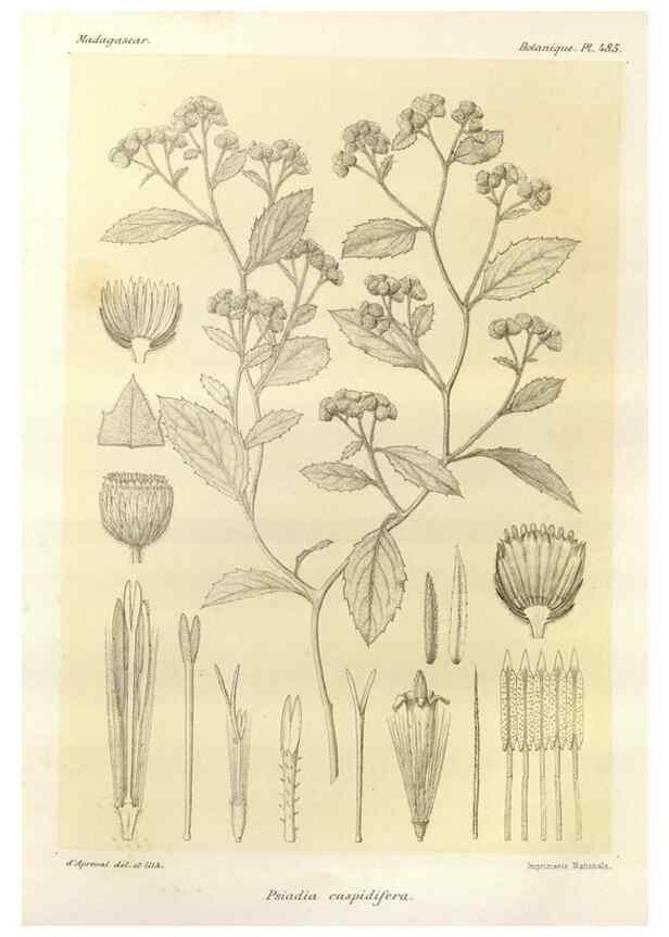 Reproducción/Reproduction 49785585708: Histoire physique, naturelle, et politique de Madagascar. Paris :Impr. nationale,1885-. 