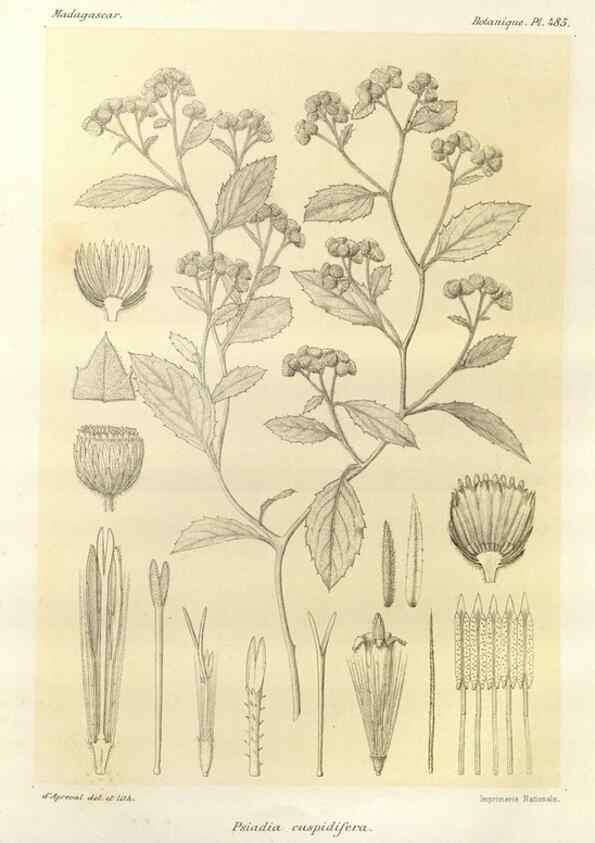 Reproducción/Reproduction 49785585708: Histoire physique, naturelle, et politique de Madagascar. Paris :Impr. nationale,1885-. 