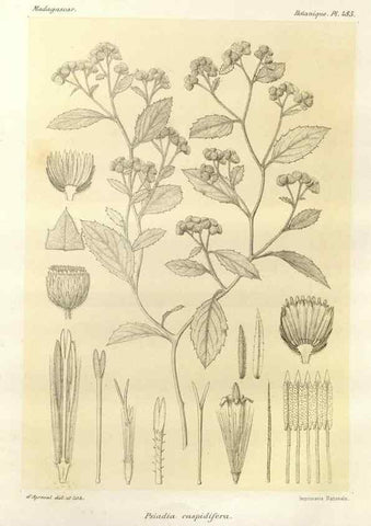 Reproducción/Reproduction 49785585708: Histoire physique, naturelle, et politique de Madagascar. Paris :Impr. nationale,1885-. 
