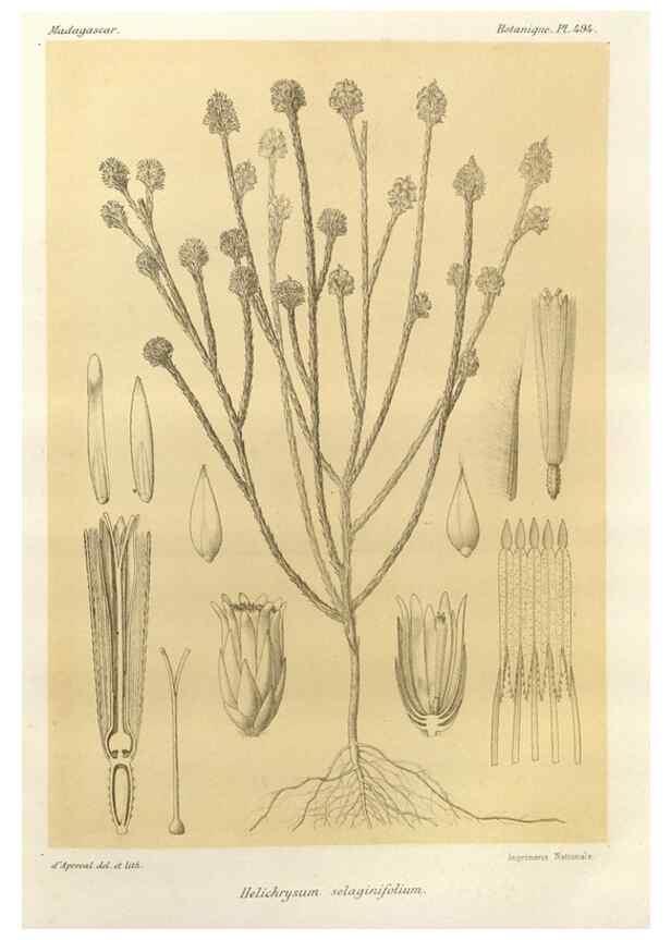 Reproducción/Reproduction 49786127366: Histoire physique, naturelle, et politique de Madagascar. Paris :Impr. nationale,1885-. 
