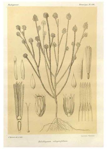 Reproducción/Reproduction 49786127366: Histoire physique, naturelle, et politique de Madagascar. Paris :Impr. nationale,1885-. 