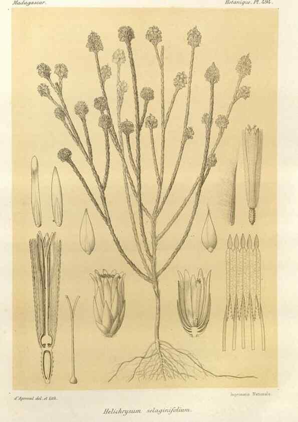 Reproducción/Reproduction 49786127366: Histoire physique, naturelle, et politique de Madagascar. Paris :Impr. nationale,1885-. 