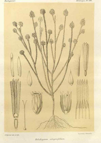 Reproducción/Reproduction 49786127366: Histoire physique, naturelle, et politique de Madagascar. Paris :Impr. nationale,1885-. 